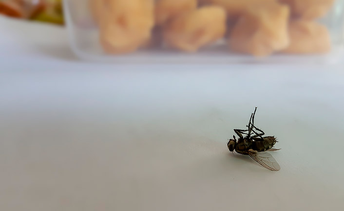 Imagem de capa - Mosca morta