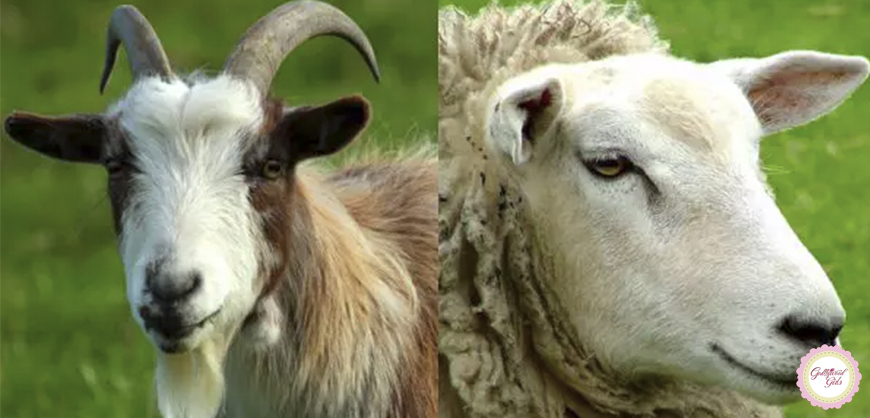 Imagem de capa - Bode ou ovelha?