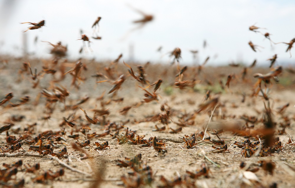 Imagem de capa - Gafanhotos do deserto: praga ameaça a segurança alimentar no leste da África