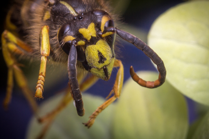 Imagem de capa - “Vespas assassinas” e mariposa cigana: conheça os insetos que preocupam cientistas americanos