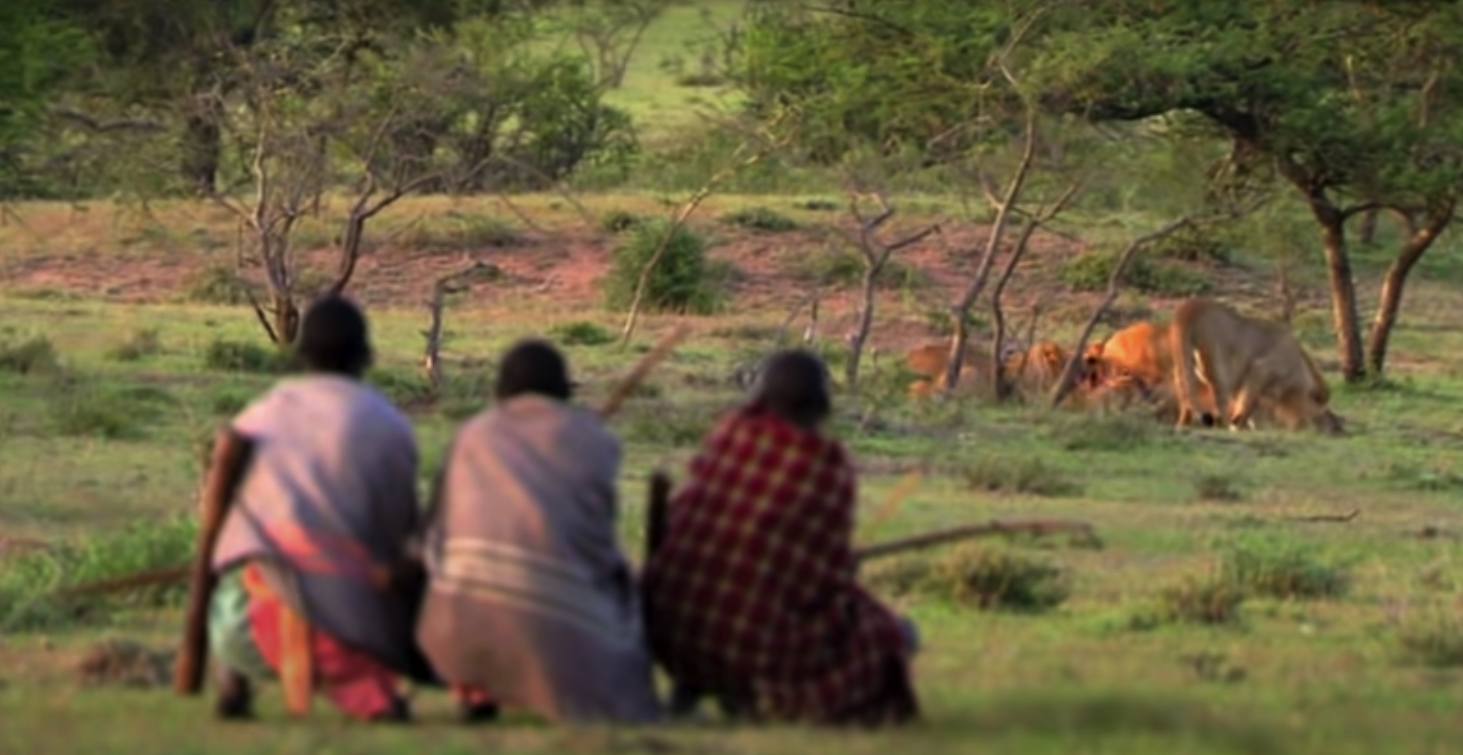 Maasai Men Stealing Lion’s Food Without a Fight.