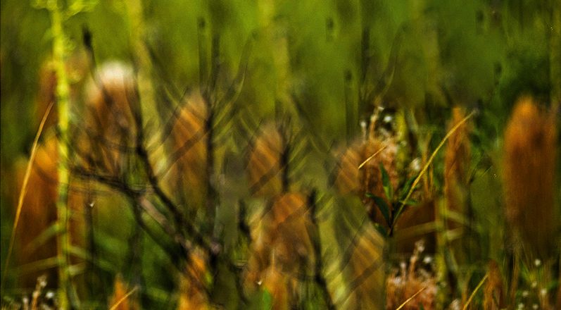 Imagem de capa - Gênesis: Noé, um homem justo e temente a Deus