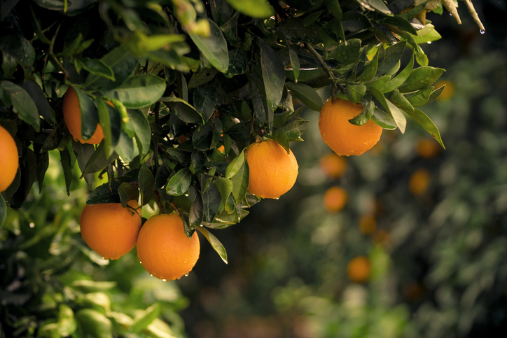 Orange tree