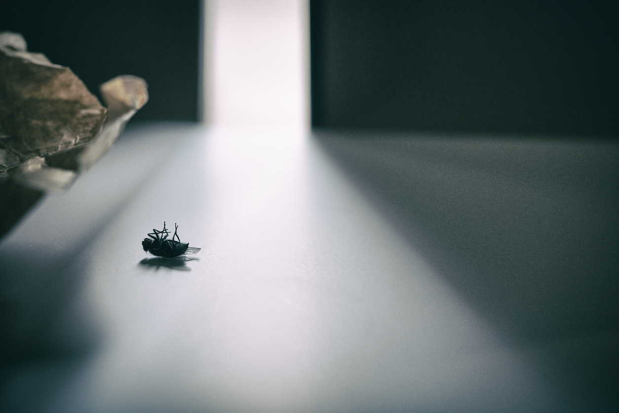 Dead fly lying on its back