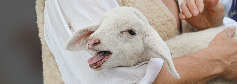 Imagem de capa - O sacrifício que traz paz