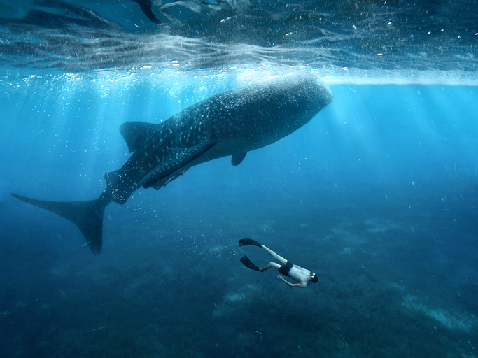 Imagem de capa - Homem é engolido por baleia nos Estados Unidos
