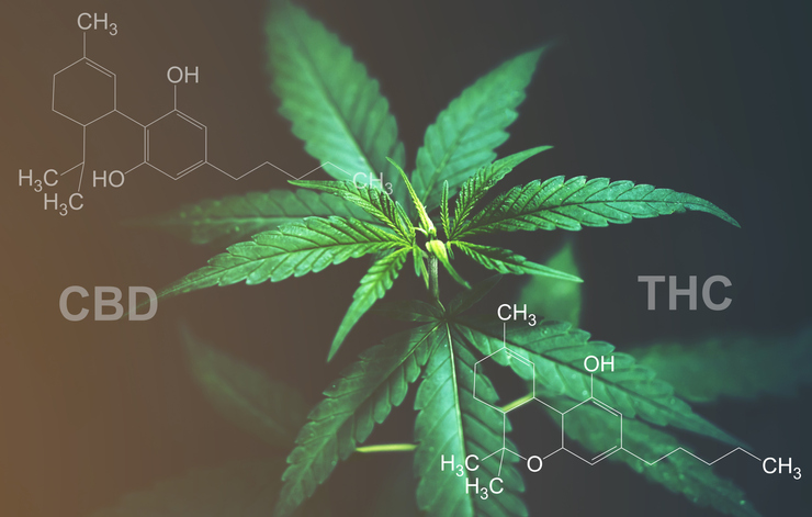 Marijuana leaves with cbd thc chemical structure