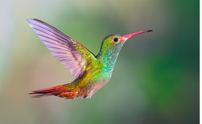 hummingbird-rufoustailed-picture-id507864088