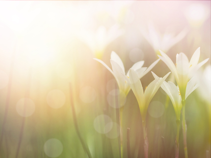 Beautiful small flowers