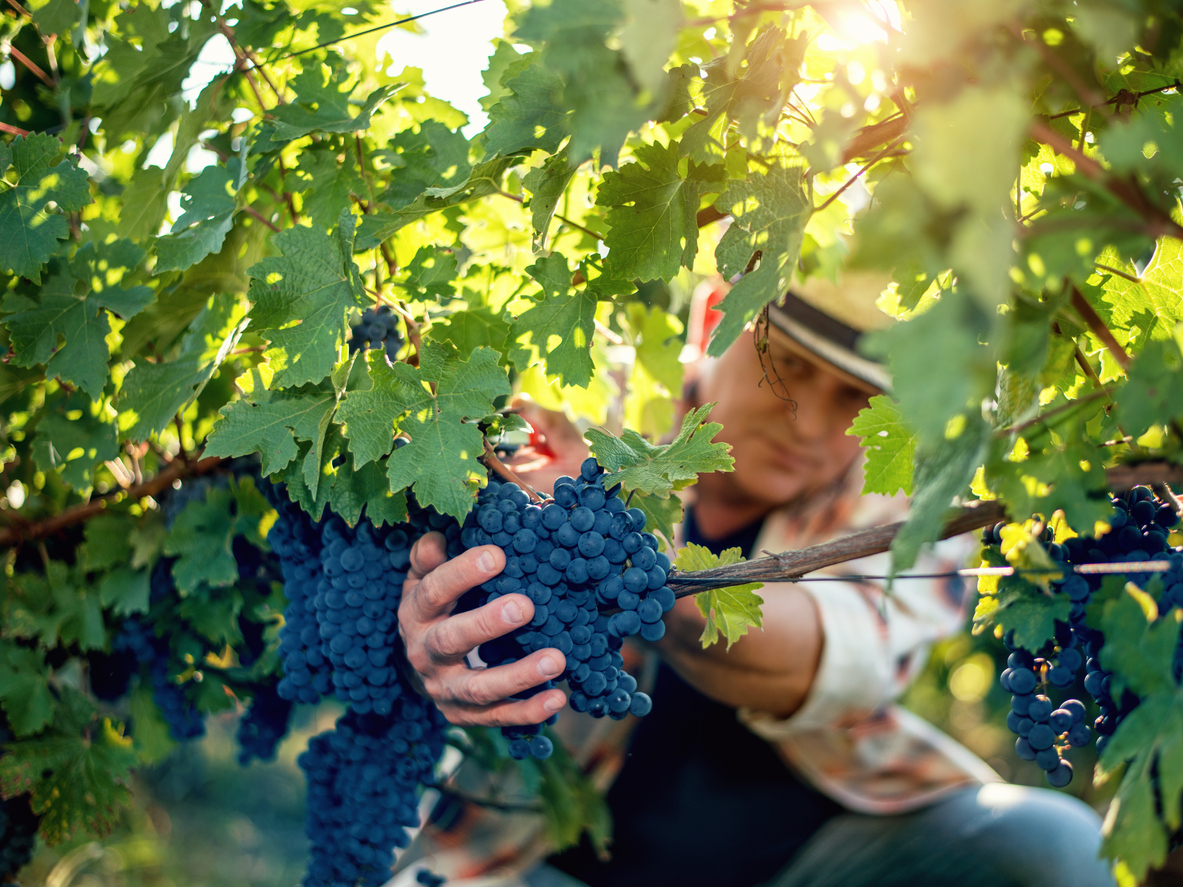 Winemaker harvesting grapes