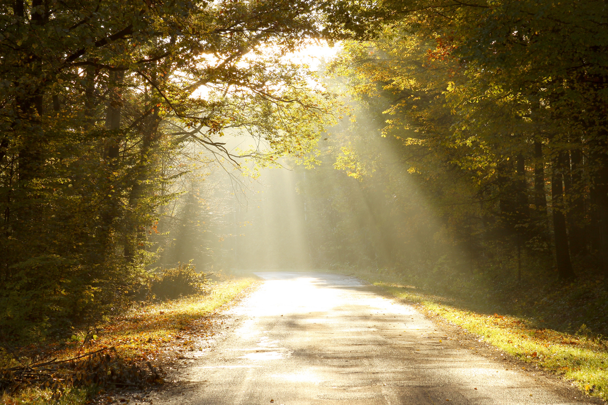 Country road through autumn woods at dawn