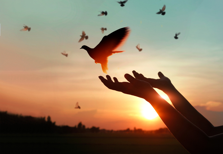 Female hands praying and free the birds to nature on sunset background, hope concept