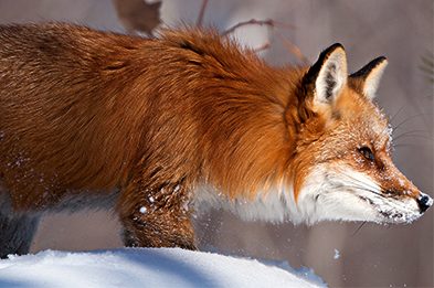 Red fox in winter snow.