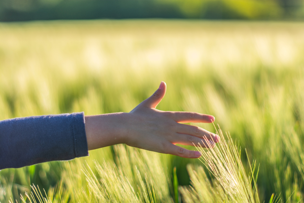Imagem de capa - A Primeira Festa das Primícias de 2022
