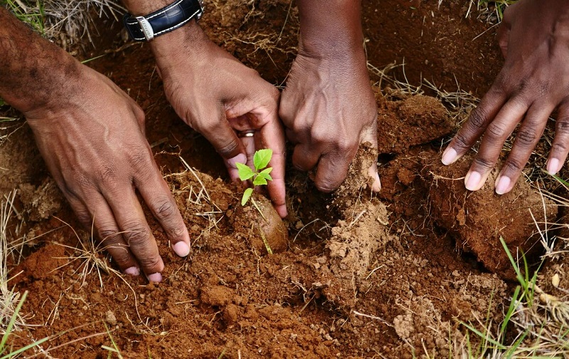 Imagem de capa - Jovens plantam 5 mil mudas de árvores em Madagascar