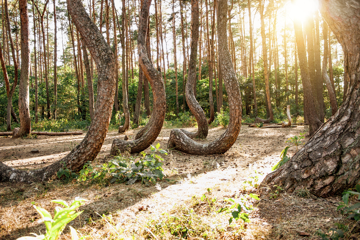 The Crooked Forest &#8211; Krzywy Las