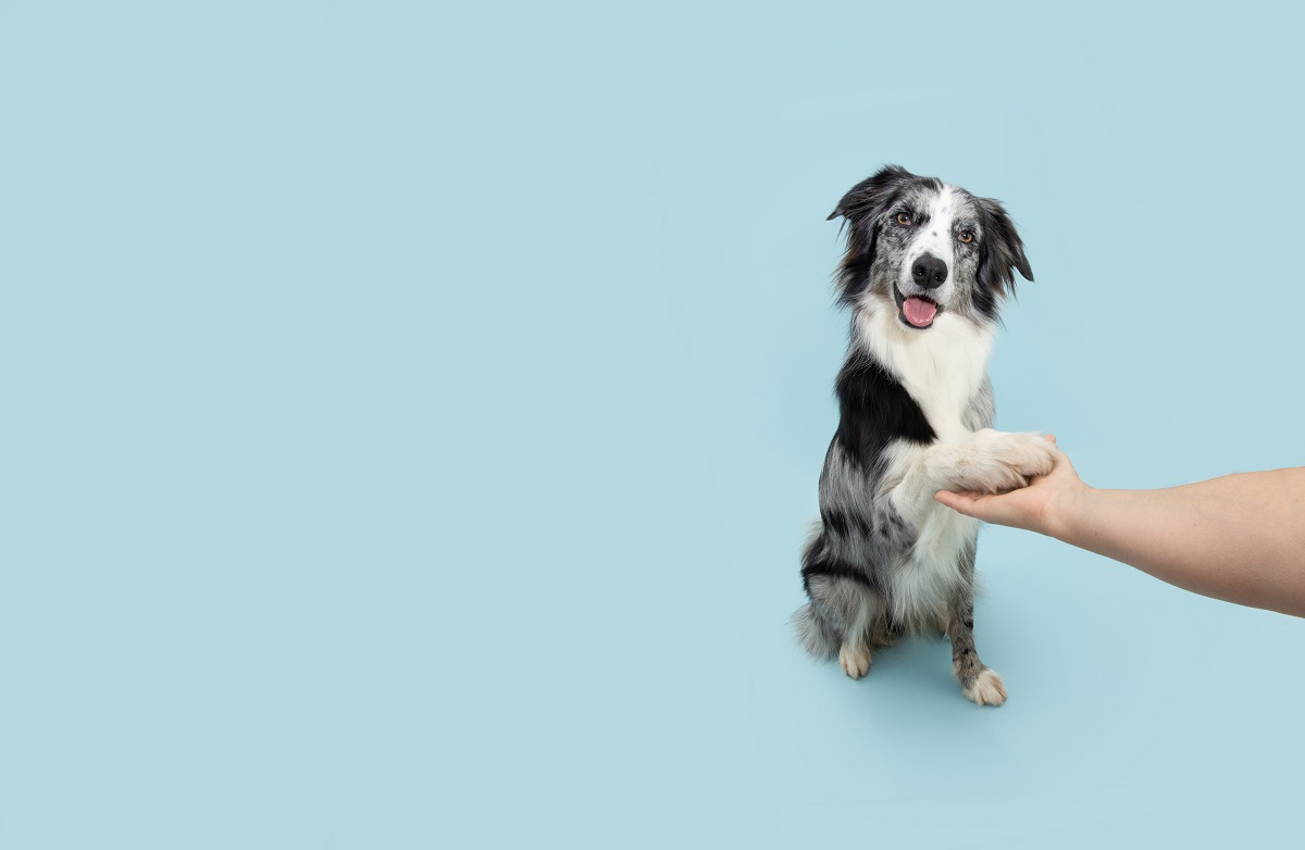 Border,Collie,Obedience.,Dog,High,Five,With,Human,Hand.,Isolated