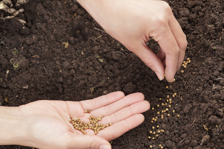 3 princípios da lei da semeadura