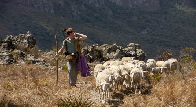 Imagem de capa - Reis Responde: É verdade que pastorear é a tarefa mais antiga?