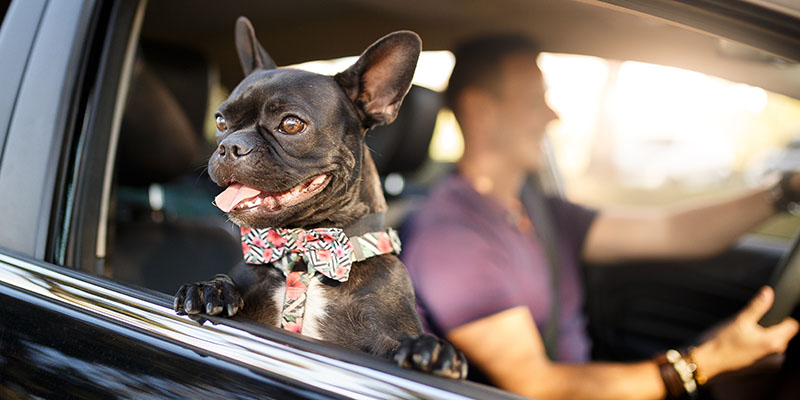 Imagem de capa - Mercado pet deve faturar mais de R$ 59 bilhões até o final do ano