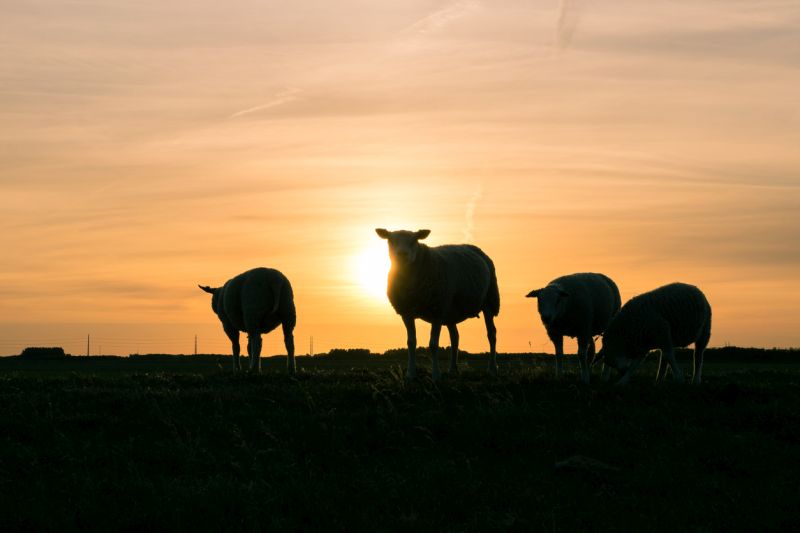 Silhouettes of sheep against an orange sky