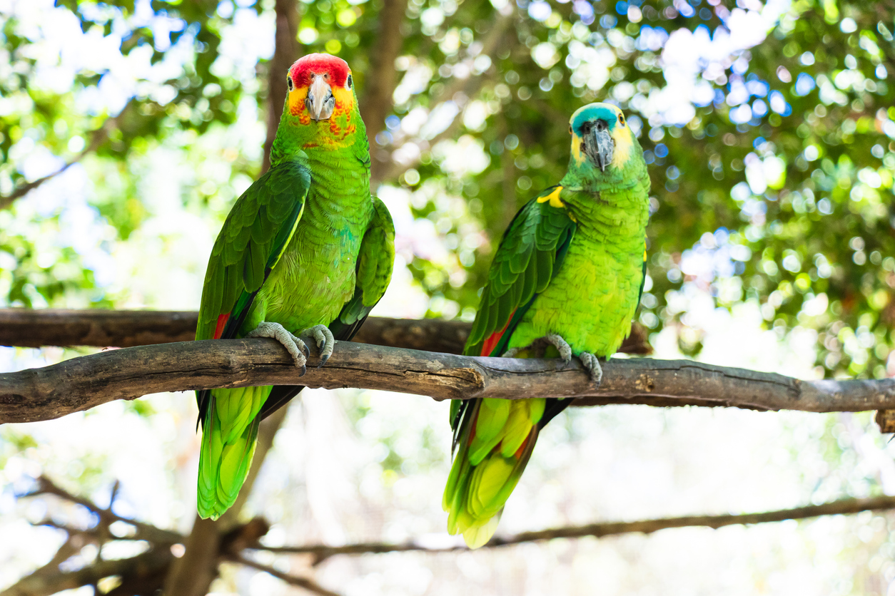 Group of adult parrots