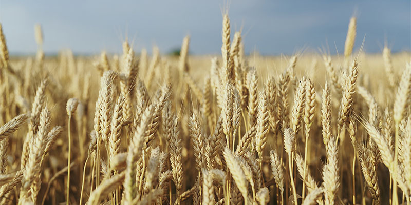 Imagem de capa - Grande é a ceifa, mas poucos são os obreiros