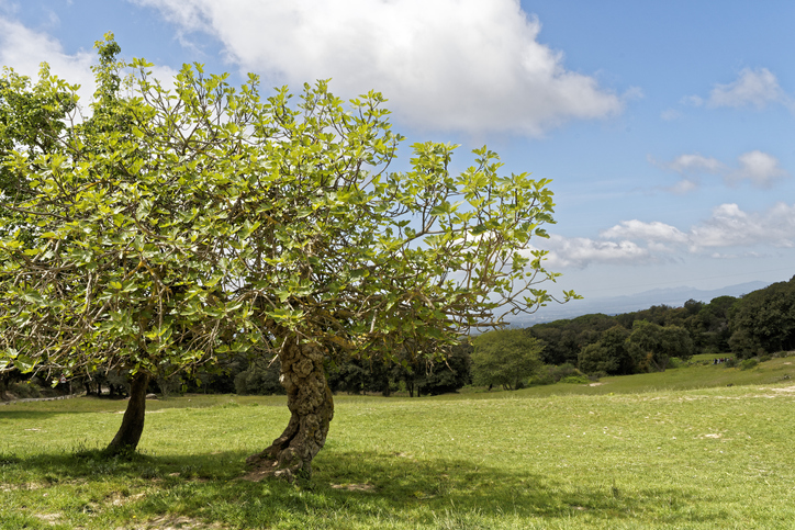 Fig trees