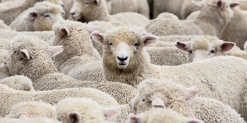 Sheep Herd in New Zealand 2