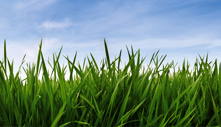 Green Grass and sky XXXL 70 mpx