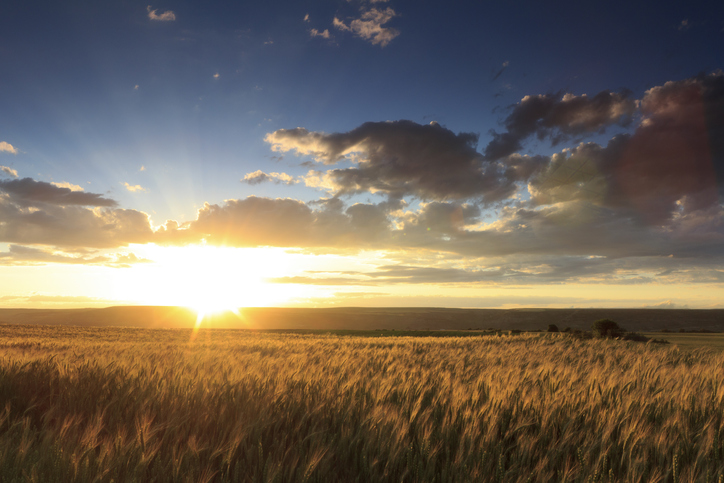 field and sunset