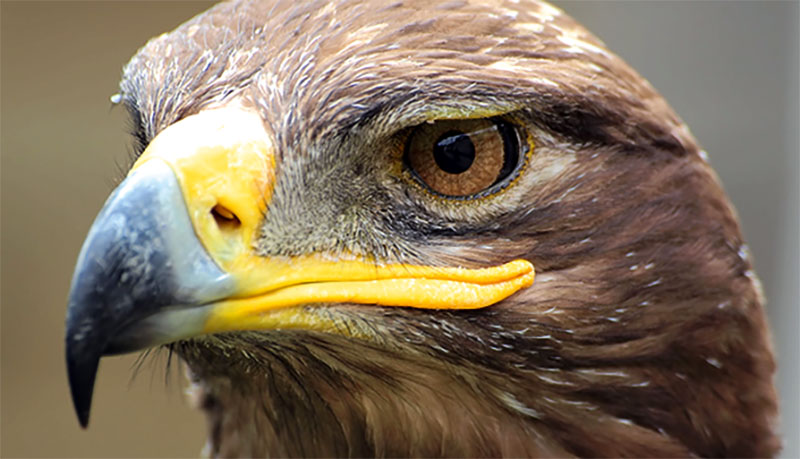 Imagem de capa - O olhar de águia para evitar muitas dores