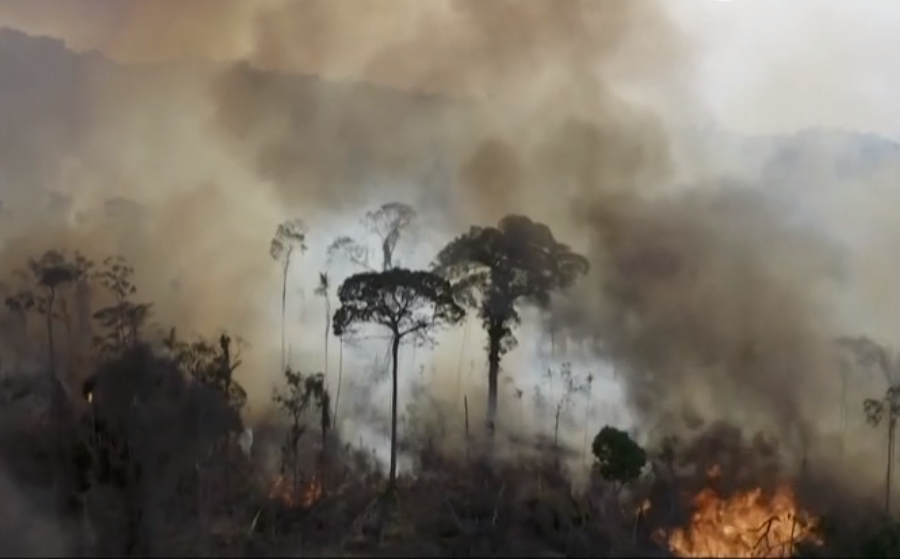 Amazônia pode colapsar até 2050