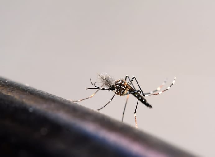 postDengue: Brasil passa de 200 mortes desde o início do anona categoriaEm Foco