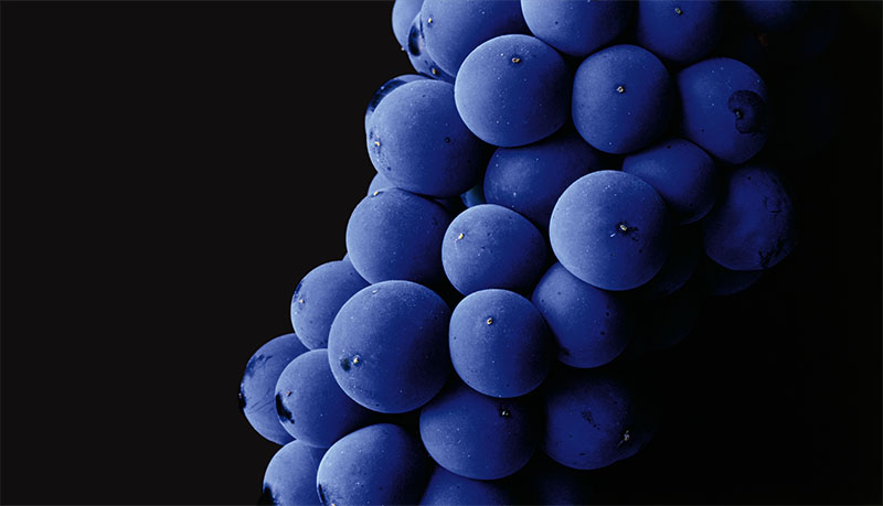 Close-up of Cabernet Sauvignon Grapes