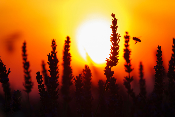 SILHOUETTE: Small bee flies towards the blooming lavender at beautiful sunset.