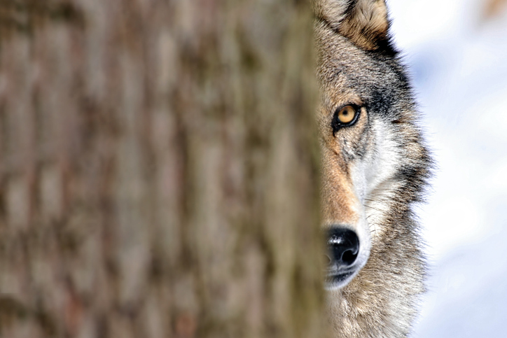 Imagem de capa - A proteção em meio aos lobos
