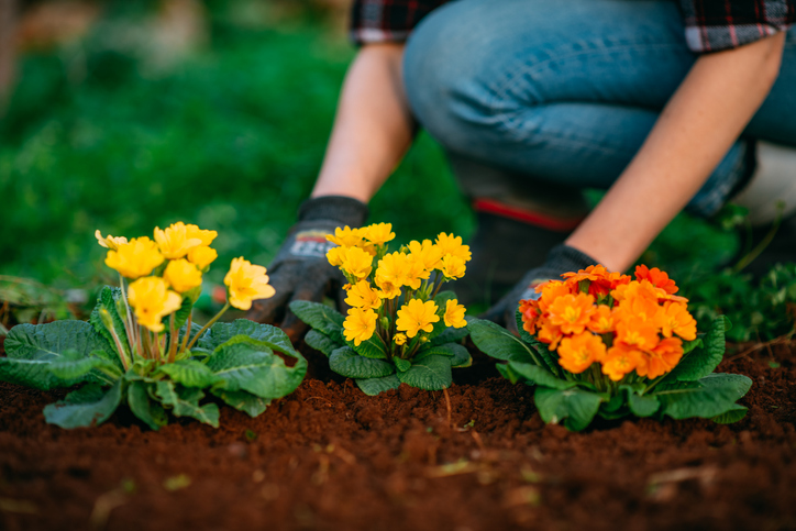 Woman Planting Colorful Flowers in Her Garden in Spring