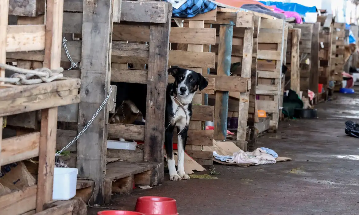 Imagem de capa - Abrigos de animais reforçam a necessidade de apoio no cuidado dos pets resgatados