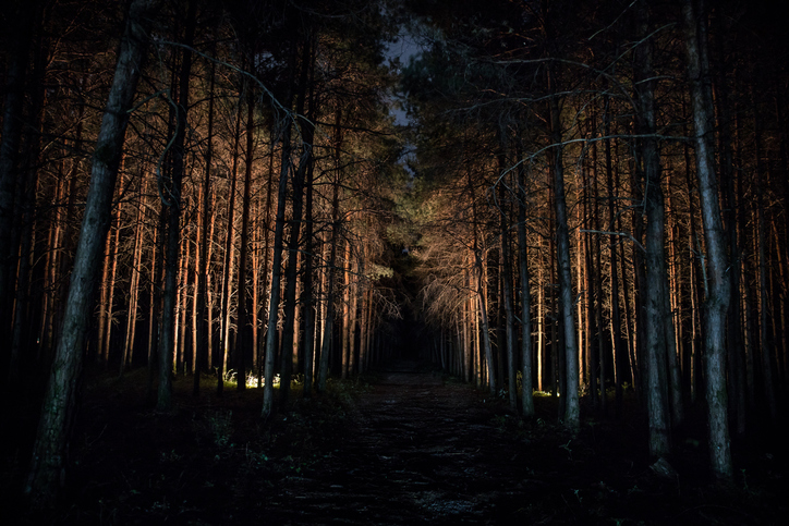 magical lights sparkling in mysterious forest at night. Nightmare pine forest.