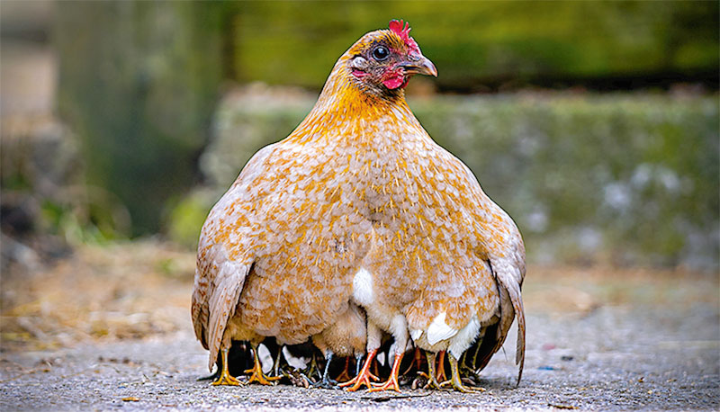 Mother hen chicken with cute tiny baby chicks all protected beneath her wings keeping warm outdoors