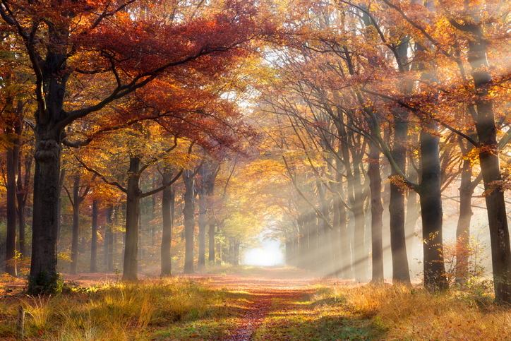 Autumn forest