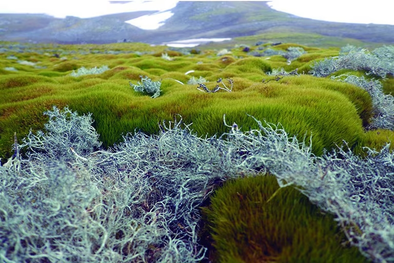 Imagem de capa - Vegetação da Península Antártica cresce devido ao degelo marinho do continente