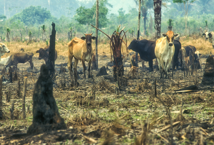 Imagem de capa - Populações de vida selvagem decrescem 73%, diz relatório