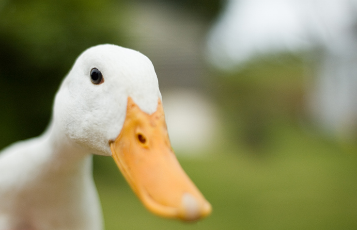 Imagem de capa - O pato e o bico fechado