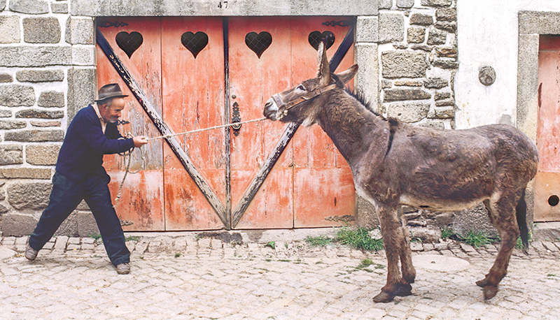 Man pulling stubborn donkey