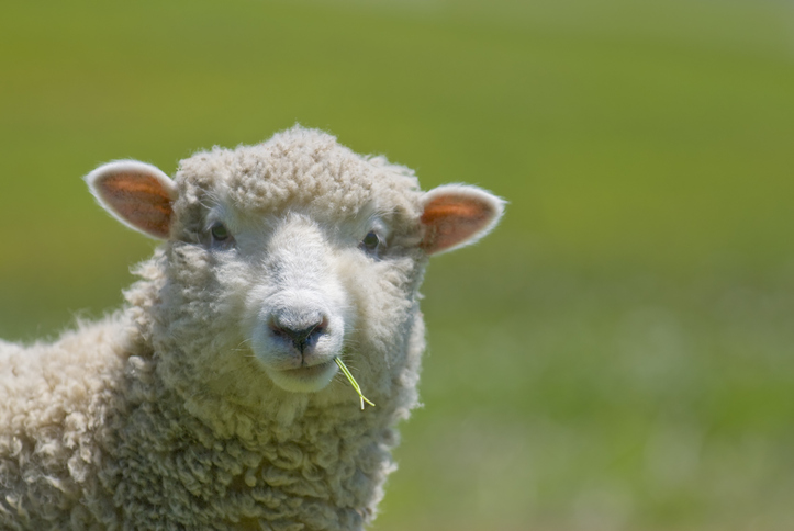 Sheep Strikes a Casual Pose