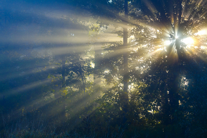 Sun Rays Penetrate Dense Forest Fog