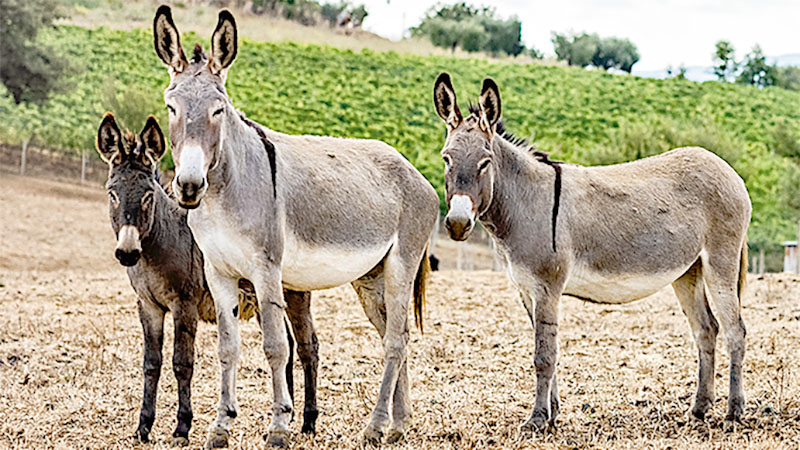 Não sejais como o cavalo nem como a mula, que não têm entendimento...