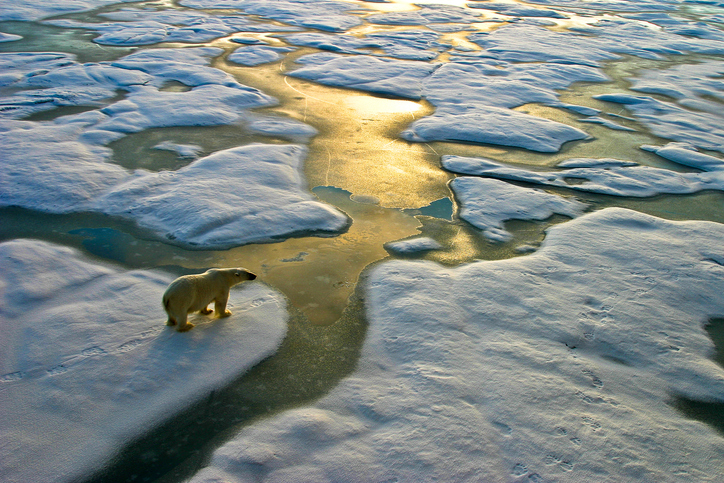 postExtinção em massa dos animais: alerta sobre impactos para toda a humanidadena categoriaEm Foco postExtinção em massa dos animais: alerta sobre impactos para toda a humanidadena categoriaEm Foco